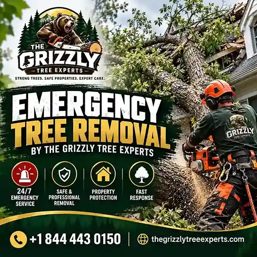 Emergency Tree Removal